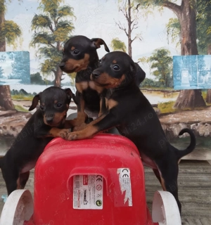 Pinscher pitic isi cauta stapan - imagine 2