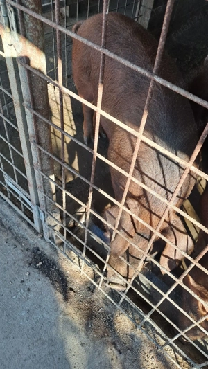 Vând porc pentru sacrificat - imagine 4 Vând porc pentru sacrificat - imagine 4