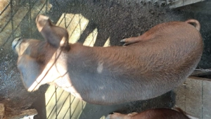 Vând porc pentru sacrificat - imagine 2 Vând porc pentru sacrificat - imagine 2