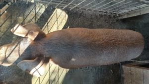 Vând porc pentru sacrificat - imagine 3 Vând porc pentru sacrificat - imagine 3