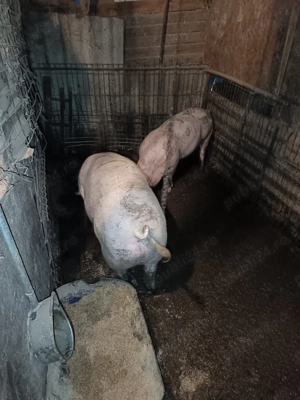 Vând porci ptr sacrificare de craciun - imagine 2