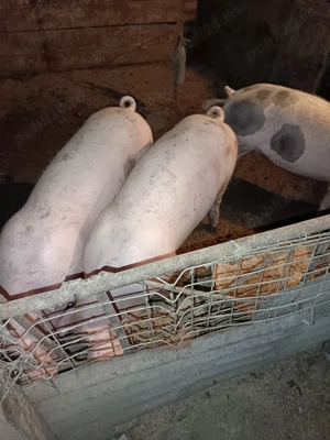 Vând porci ptr sacrificare de craciun