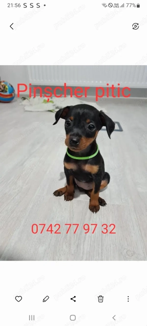 Pinscher pitic isi cauta stapan