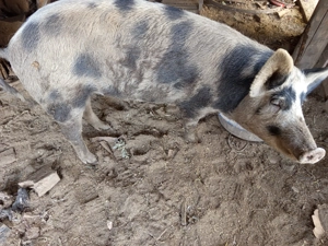 Vând porc crescut bio