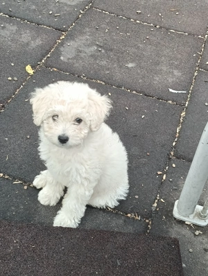 De vânzare bischon - imagine 2 De vânzare bischon - imagine 2