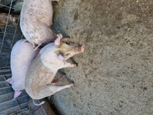 Purcei de vanzare .. - imagine 3