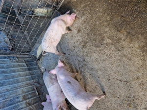 Purcei de vanzare .. - imagine 5