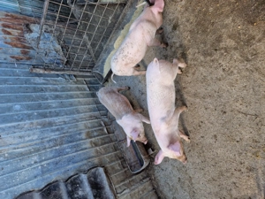 Purcei de vanzare .. - imagine 4