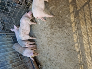 Purcei de vanzare .. - imagine 2