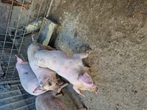 Purcei de vanzare ..