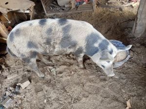 Vând porc crescut bio  - imagine 2 Vând porc crescut bio  - imagine 2