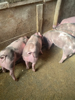 Vand purcei pietrean - imagine 4 Vand purcei pietrean - imagine 4