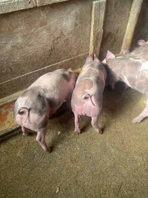 Vand purcei pietrean - imagine 3 Vand purcei pietrean - imagine 3