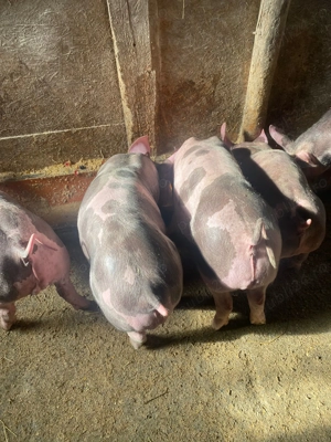 Vand purcei pietrean