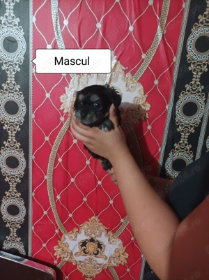 Shih Tzu de vanzare - imagine 5