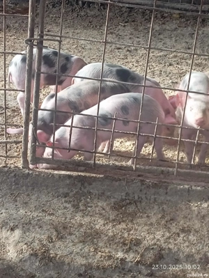 de vanzare  - imagine 2