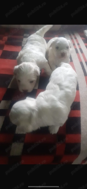 Vand pui de bichon maltez