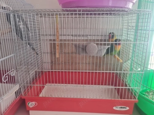 Pereche agapornis cu capul negru  - imagine 3