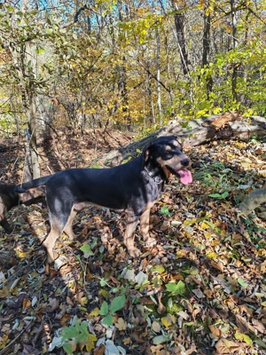 Plott hound și copoi ardelenesc - imagine 3 Plott hound și copoi ardelenesc - imagine 3