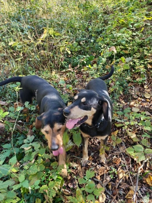 Plott hound și copoi ardelenesc