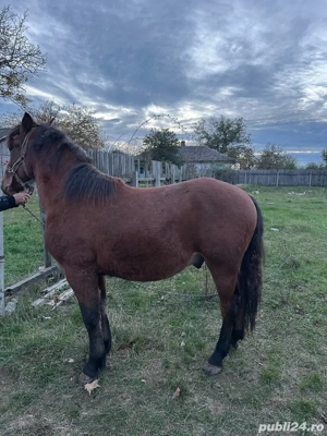 Manz de 1 an si 7 luni  - imagine 2