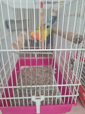 Pereche agapornis cu capul negru  - imagine 5