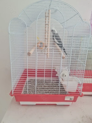 Pereche agapornis cu capul negru  - imagine 4