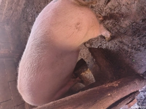 Se vinde urgent la super preț - imagine 3