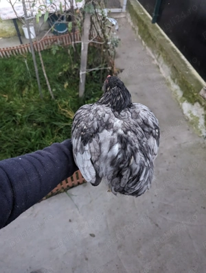 De vânzare cocos araucana  - imagine 3 De vânzare cocos araucana  - imagine 3