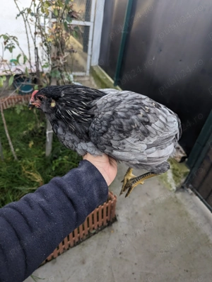 De vânzare cocos araucana  - imagine 2 De vânzare cocos araucana  - imagine 2