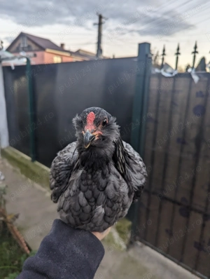 De vânzare cocos araucana  - imagine 4 De vânzare cocos araucana  - imagine 4