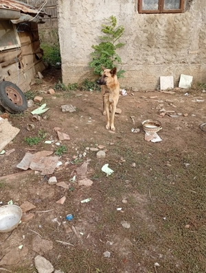 Vinde Mascul Ciobanesc Malinos virsta 13luni si Mama lui virsta de 2ani gestantă  - imagine 2