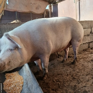 vand porc  - imagine 3 vand porc  - imagine 3