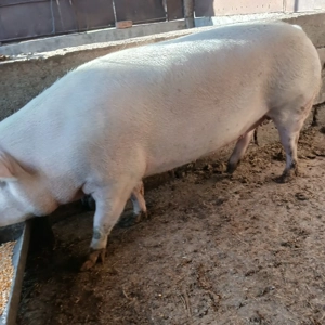 vand porc  - imagine 2 vand porc  - imagine 2