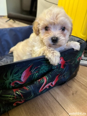Maltipoo toy baiat cu carnet de sanatate