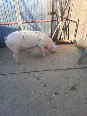 Vând porc de casa - imagine 2