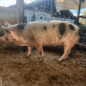 vand porc  - imagine 2 vand porc  - imagine 2