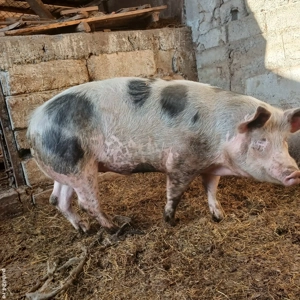 vand porc  - imagine 3 vand porc  - imagine 3