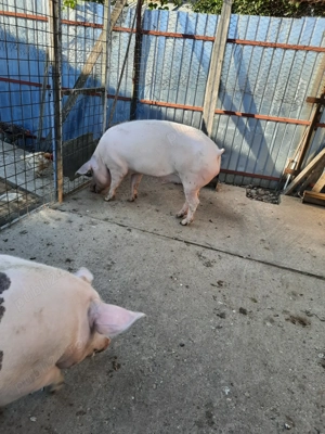 Vând porc de casa - imagine 5