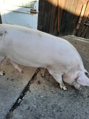 Vând porc de casa - imagine 4