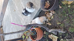 vand bichon havanez - imagine 5