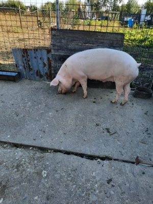 Vând porc de casa - imagine 6