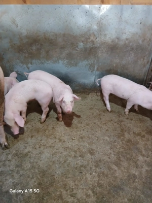 Purcei de casă de vânzare 