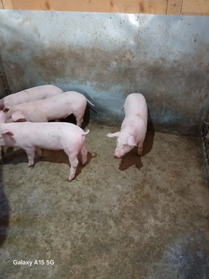 Purcei de casă de vânzare  - imagine 2