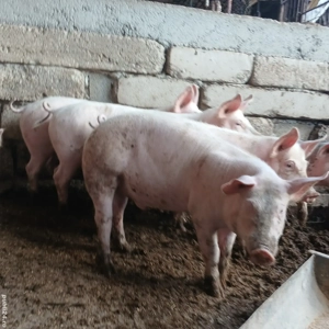 vand grasuni  - imagine 2 vand grasuni  - imagine 2