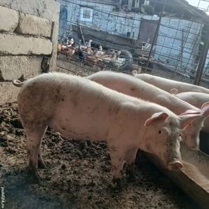 vand grasuni  - imagine 3 vand grasuni  - imagine 3