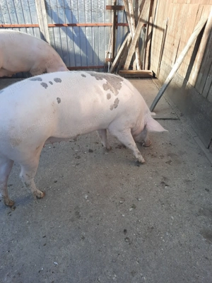 Vând porc de casa - imagine 7