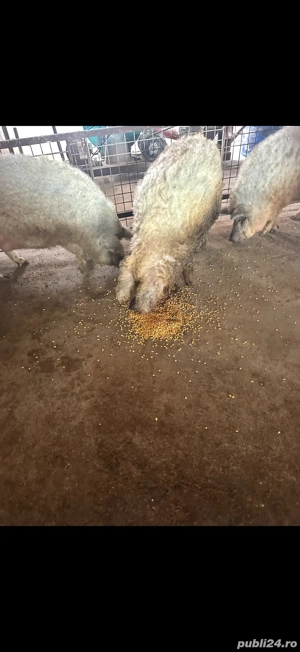 porci mangalita  - imagine 2