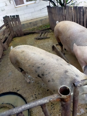 Porci de vânzare 