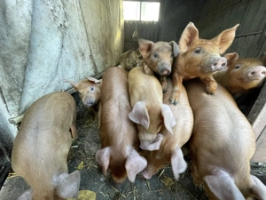  Purcei Duroc   mâncăcioși și jucăuși! 